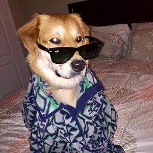 Meet your Posher, Sean